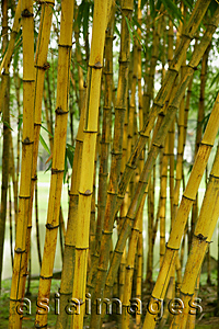 Asia Images Group - Trunks of Bamboo plants, Chinese Garden, Singapore