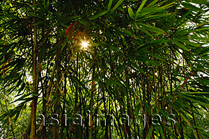 Asia Images Group - Bamboo plants at the Chinese Garden, Singapore