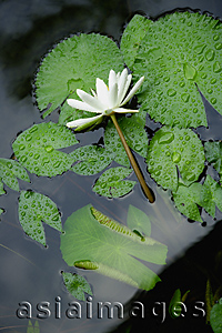 Asia Images Group - Water lily in pond, close-up