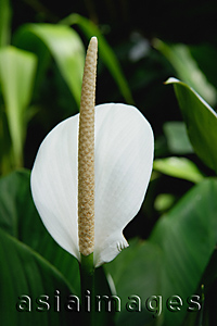 Asia Images Group - Close-up of Anthurium flower, Orchid Garden, Singapore