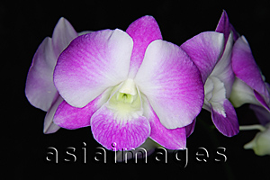 Asia Images Group - Close-up of Orchid flower, Orchid Garden, Singapore