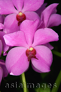 Asia Images Group - Close-up of pink Orchid flowers, Orchid Garden, Singapore