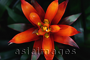 Asia Images Group - Close-up of Bromeliad plant