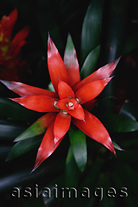 Asia Images Group - Bromeliad plant