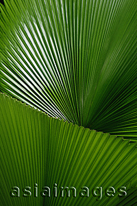 Asia Images Group - Close-up of palm leaves, Singapore