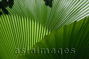 Asia Images Group - Palm leaves, Singapore