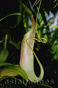 Asia Images Group - Pitcher plant, Singapore