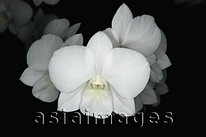 Asia Images Group - Close-up of white Orchid flower, Orchid Garden, Singapore