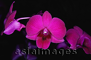 Asia Images Group - Close-up of pink Orchid flowers, Orchid Garden, Singapore