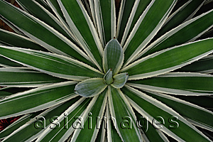 Asia Images Group - Close-up of tropical plant, Singapore