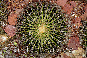 Asia Images Group - Close-up of cactus, high angle view