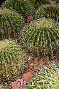Asia Images Group - Group of cactus