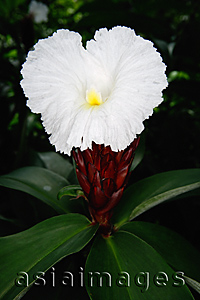 Asia Images Group - Close-up of white flower, Singapore