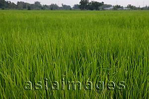 Asia Images Group - Rice paddy field, Thailand