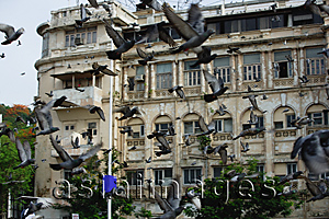 Asia Images Group - Building in Mumbai, India, birds flying in foreground
