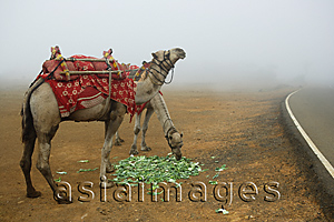 Asia Images Group - A pair of camels eating, Mumbai, India