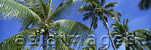 Asia Images Group - Coconut trees, Cebu, Philippines