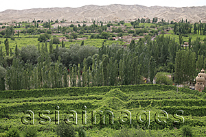 Asia Images Group - Grape field at the Grape Valley with Framing mountain at background, Turpan, Xinjiang