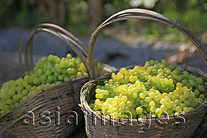 Asia Images Group - Harvested fresh grapes in the baskets, Grape valley, Turpan, Xinjiang