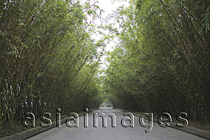 Asia Images Group - Bamboo lane, Wanjiang tower park (Bamboo park), Chengdu, China