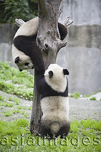 Asia Images Group - Giant Panda, Chengdu Panda breeding and research center, Chengdu, China