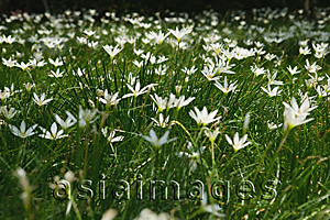 Asia Images Group - Field of daisies