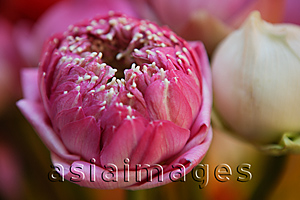 Asia Images Group - Close-up of lotus flower