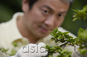 AsiaPix - Mature man using pruning shears to trim plant, focus on the foreground