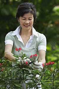 AsiaPix - A woman pruning flowers in the garden