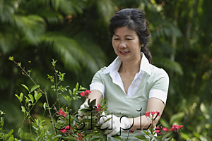 AsiaPix - Woman pruning flowers in the garden
