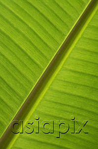 AsiaPix - Close up, banana leaf